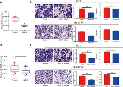 LncRNA-RMST Functions as a Transcriptional Co-regulator of SOX2 to Regulate miR-1251 in the Progression of Hirschsprung's Disease